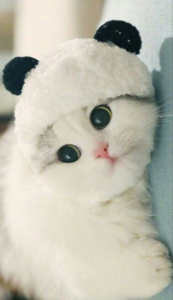 Олена