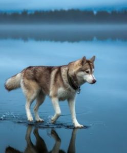 Ірина